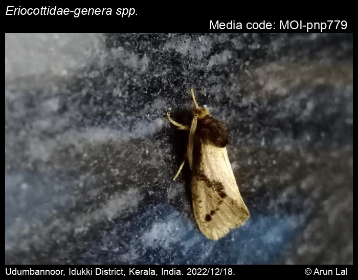 Eriocottidaegenera spp. Spuler, 1898 Moths